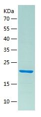    Olfactory Marker / Recombinant Human Olfactory Marker