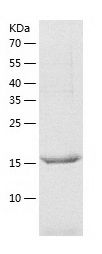    ATP5O / Recombinant Human ATP5O