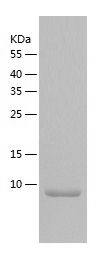 Recombinant Mouse Eotaxin