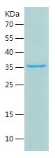    SOX2 / Recombinant Human SOX2