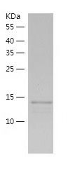 Recombinant Rat GM-CSF