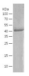    TDO2 / Recombinant Human TDO2