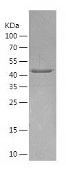    beta Arrestin 1 / Recombinant Human beta Arrestin 1