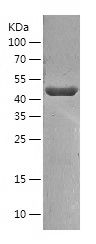    TUFM / Recombinant Human TUFM