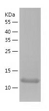    Rad6 / Recombinant Human Rad6