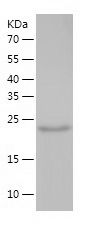    StAR / Recombinant Human StAR