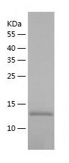    CTCF / Recombinant Human CTCF