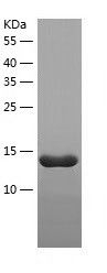    PLGF / Recombinant Human PLGF