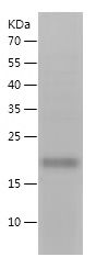 Recombinant Mouse Flt3 ligand