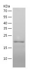    RGS4 / Recombinant Human RGS4