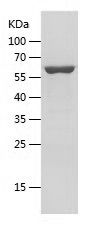    NT5C2 / Recombinant Human NT5C2