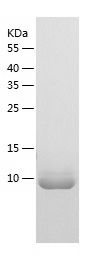 Recombinant Rat MRP8