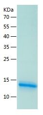 Recombinant Rat Macrophage Inflammatory1 alpha