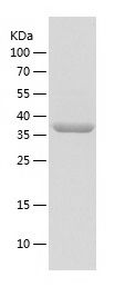    VASP / Recombinant Human VASP