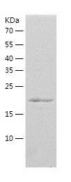    RAB13 / Recombinant Human RAB13