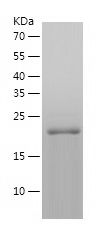    SYBL1 / Recombinant Human SYBL1