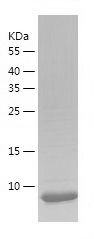 Recombinant Mouse OCM