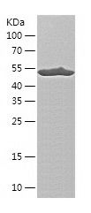    PGD / Recombinant Human PGD