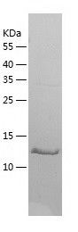    RNA polymerase II RPB11 / Recombinant Human RNA polymerase II RPB11