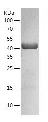    MVD / Recombinant Human MVD