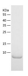    POLR2K / Recombinant Human POLR2K