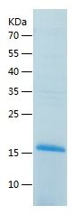    PC4 / Recombinant Human PC4