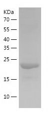    CLNS1A / Recombinant Human CLNS1A