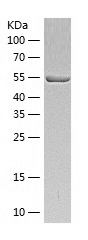    USP14 / Recombinant Human USP14