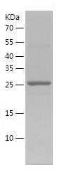    Alpha SNAP / Recombinant Human Alpha SNAP