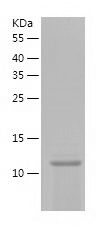    Iba1 / Recombinant Human Iba1