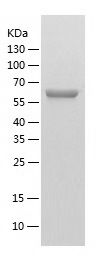    VCP / Recombinant Human VCP