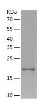    FGF8 / Recombinant Human FGF8