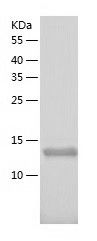    MFAP3 / Recombinant Human MFAP3