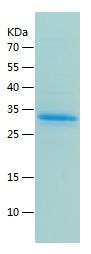    Caspase-7 / Recombinant Human Caspase-7