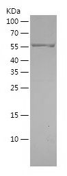    H Cadherin / Recombinant Human H Cadherin