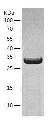    SEC13L1 / Recombinant Human SEC13L1