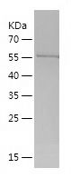    Wnt3a / Recombinant Human Wnt3a