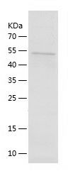    Wnt4 / Recombinant Human Wnt4