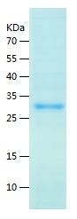    STX17 / Recombinant Human STX17