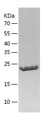    RAB38 / Recombinant Human RAB38