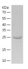    ANTXR2 / Recombinant Human ANTXR2