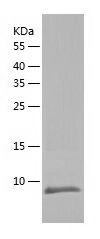    SEC61B / Recombinant Human SEC61B