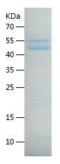    PTEN / Recombinant Human PTEN