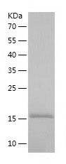    IL-2 / Recombinant Human IL-2