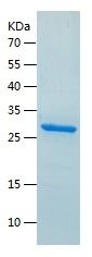    Proteasome subunit alpha type 6 / Recombinant Human Proteasome subunit alpha type 6