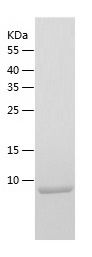    CKS1 / Recombinant Human CKS1