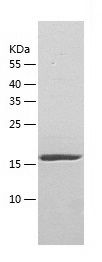 Recombinant Mouse RAB10