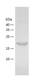    RAP2B / Recombinant Human RAP2B