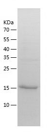    FGF12 / Recombinant Human FGF12