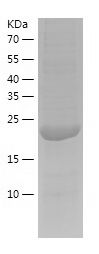    RND3 / Recombinant Human RND3